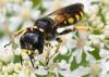 Ectemnius fossorius